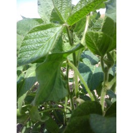 Soja Abelina Soja Abelina
