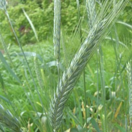 Triticale Biathlon