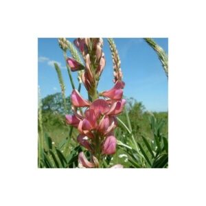 Sainfoin Cosse