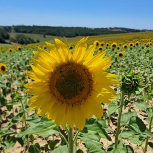 Tournesol RGT Buffallo